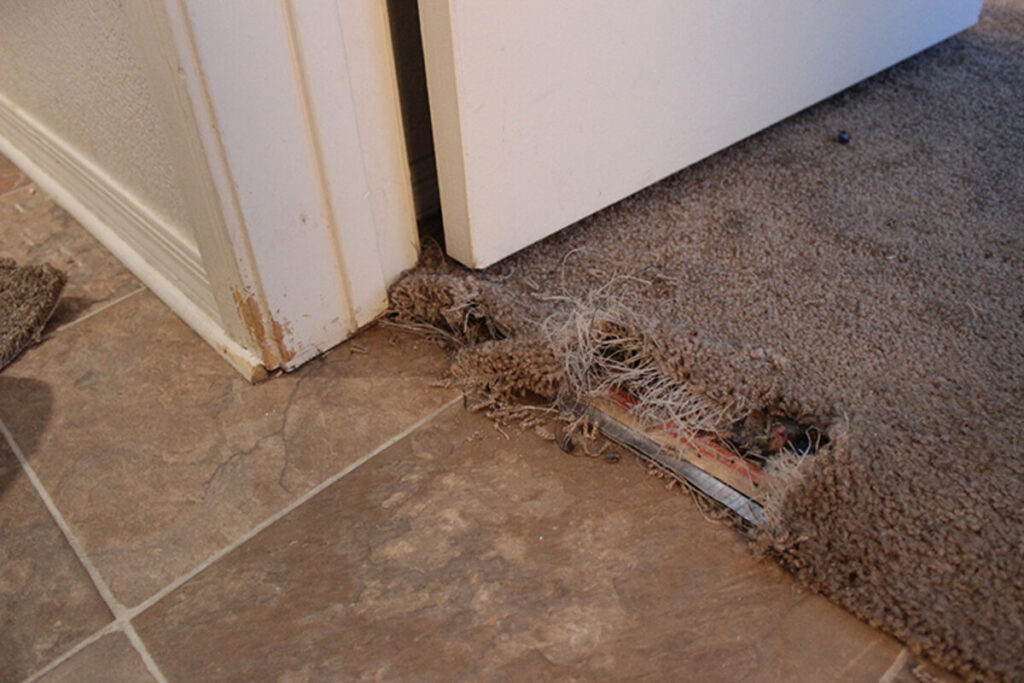 pet damage carpet repair