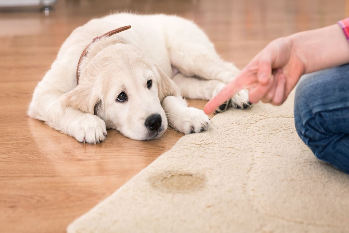 puppy-dog-pee-urine-carpet-stain