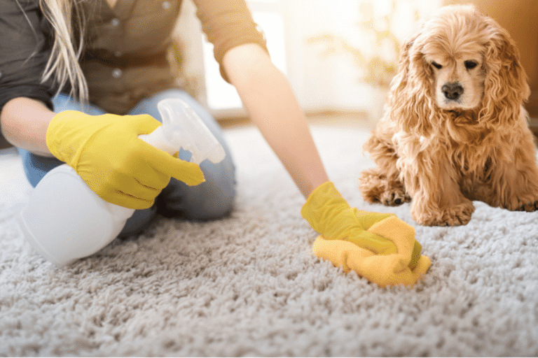 How to Remove Pet Urine Smell from Carpet
