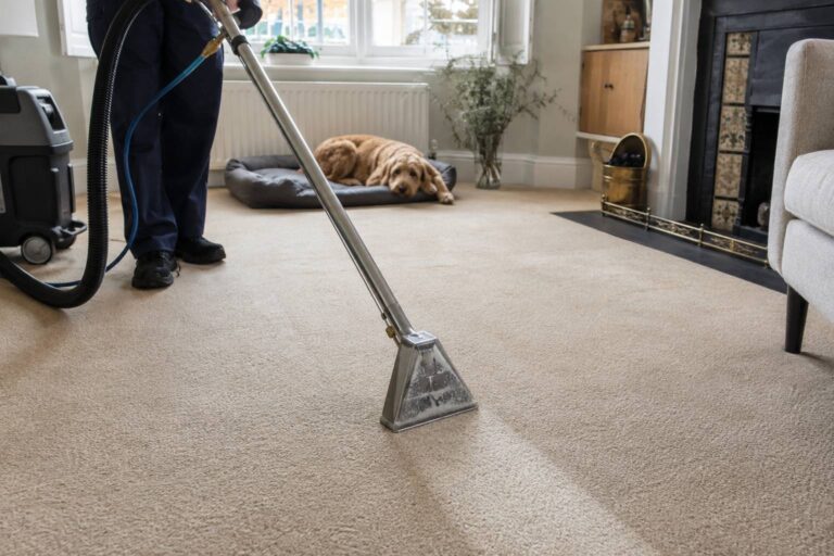 Can Professional Carpet Cleaning Remove Fleas and Flea Eggs?